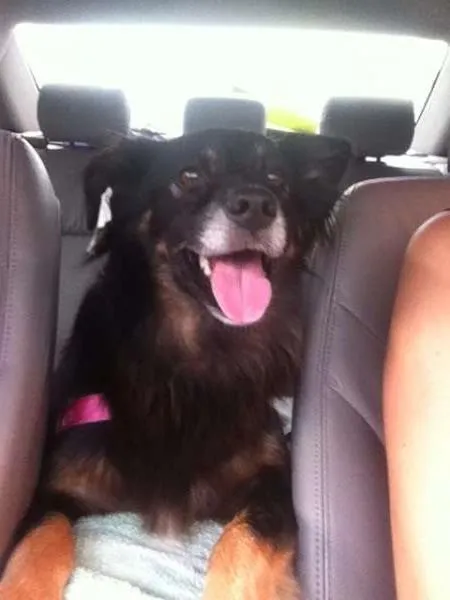 Cachorro ra a Viralata idade 6 ou mais anos nome Nao sei