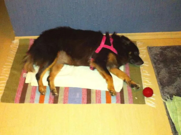 Cachorro ra a Viralata idade 6 ou mais anos nome Nao sei