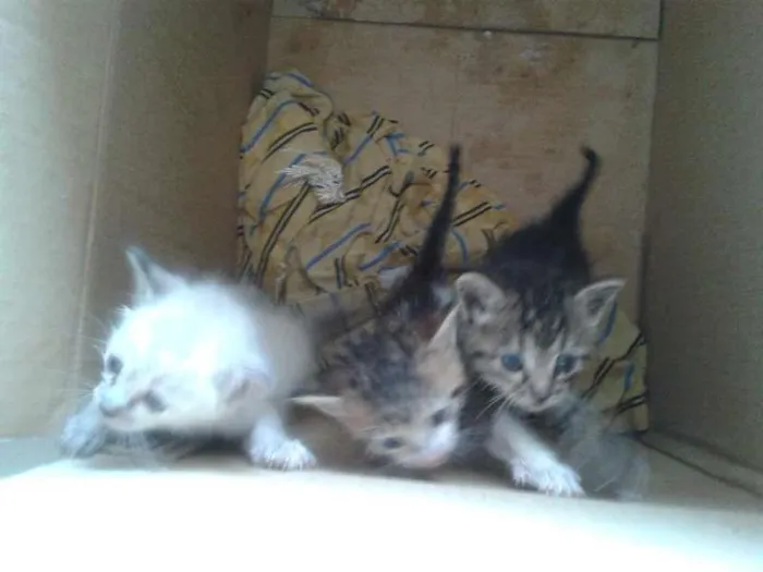 Gato ra a SRD idade Abaixo de 2 meses nome Sem Nome
