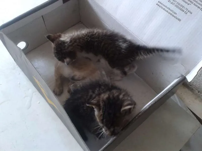Gato ra a SRD idade Abaixo de 2 meses nome Sem Nome