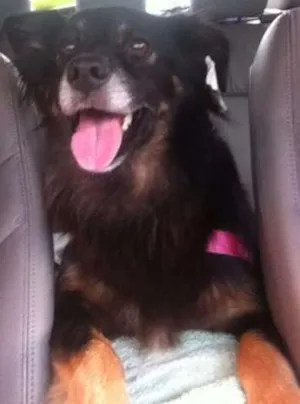 Cachorro raça Viralata idade 6 ou mais anos nome Nao sei