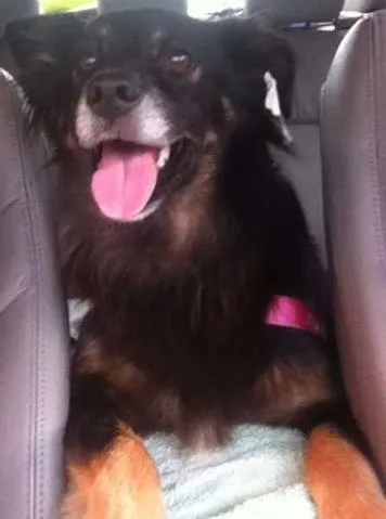 Cachorro ra a Viralata idade 6 ou mais anos nome Nao sei