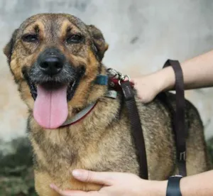 Cachorro raça SRD idade 6 ou mais anos nome Fido