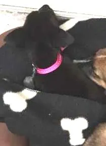 Cachorro ra a SRD idade Abaixo de 2 meses nome Chauson