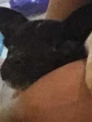 Cachorro ra a SRD idade Abaixo de 2 meses nome Chauson