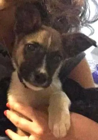 Cachorro ra a SRD idade Abaixo de 2 meses nome Barel
