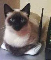 Gato raça siamês idade 2 anos nome Mia