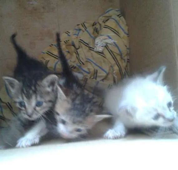 Gato ra a SRD idade Abaixo de 2 meses nome Sem Nome