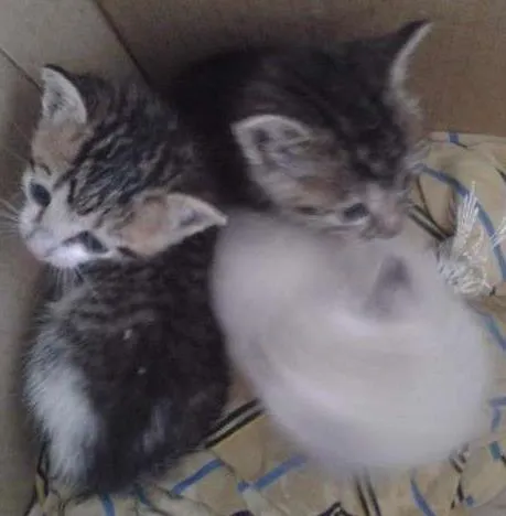 Gato ra a SRD idade Abaixo de 2 meses nome Sem Nome
