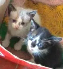 Gato ra a Siamês idade 2 a 6 meses nome Marri