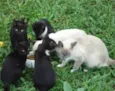 Gatinhos