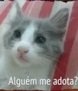 João Pedro