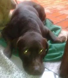 Cachorro ra a Labrador idade 4 anos nome Thoco GRATIFICA