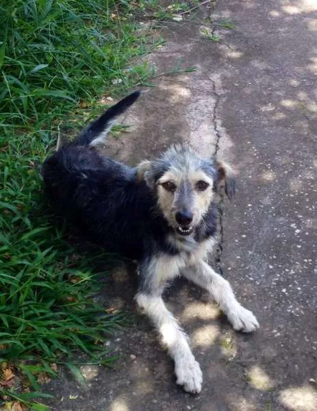 Cachorro ra a SRD idade 1 ano nome Pepe