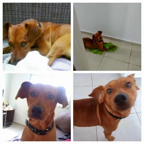 Cachorro ra a Vira lata idade 7 a 11 meses nome Lineu