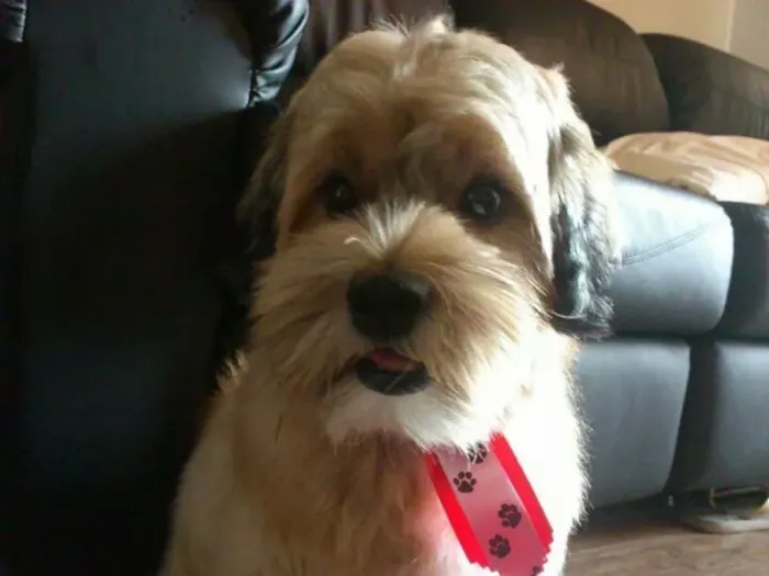 Cachorro ra a Lhasa Apso idade 4 anos nome Ozzy