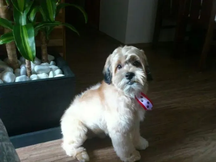 Cachorro ra a Lhasa Apso idade 4 anos nome Ozzy