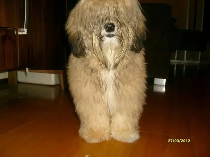 Cachorro ra a Lhasa Apso idade 4 anos nome Ozzy