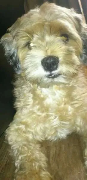 Cachorro ra a Lhasa Apso idade 4 anos nome Ozzy