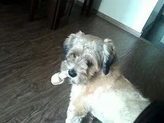 Cachorro ra a Lhasa Apso idade 4 anos nome Ozzy