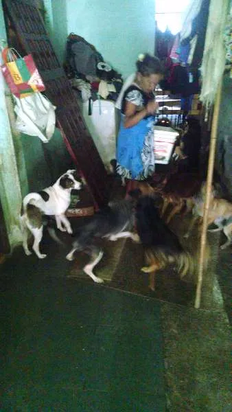 Cachorro ra a  idade 3 anos nome Irinha