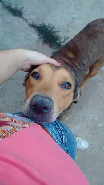 Cachorro ra a Indefinida idade 6 ou mais anos nome Taike