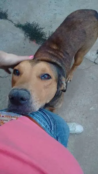 Cachorro ra a Indefinida idade 6 ou mais anos nome Taike