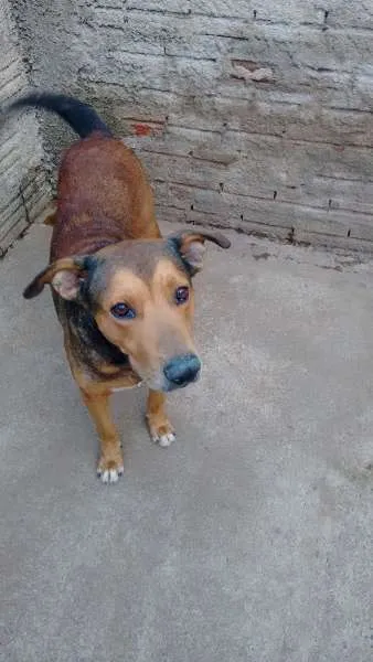 Cachorro ra a Indefinida idade 6 ou mais anos nome Taike