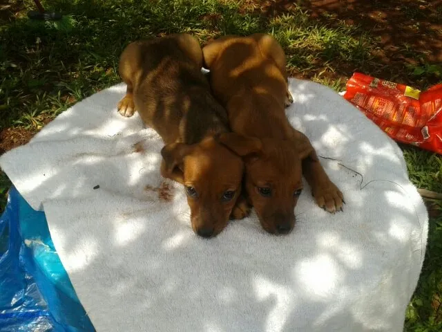 Cachorro ra a misturada idade Abaixo de 2 meses nome lindos