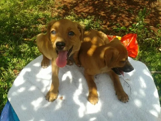 Cachorro ra a misturada idade Abaixo de 2 meses nome lindos