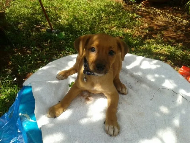 Cachorro ra a misturada idade Abaixo de 2 meses nome lindos