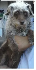 Cachorro ra a Poodle idade 4 anos nome Nina