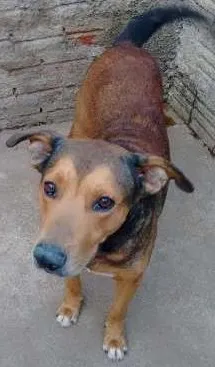 Cachorro ra a Indefinida idade 6 ou mais anos nome Taike