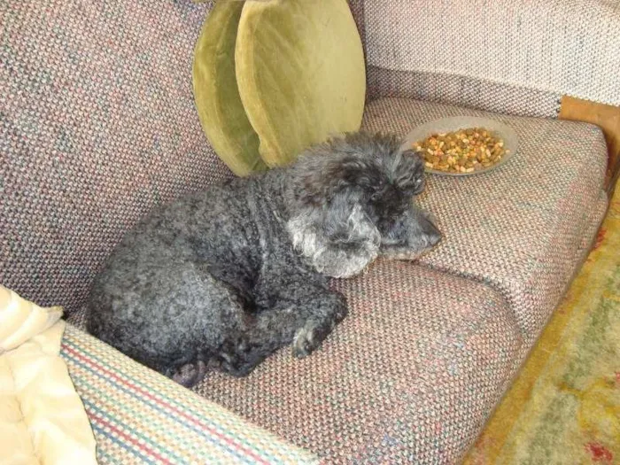 Cachorro ra a Poodle idade 6 ou mais anos nome sem nome