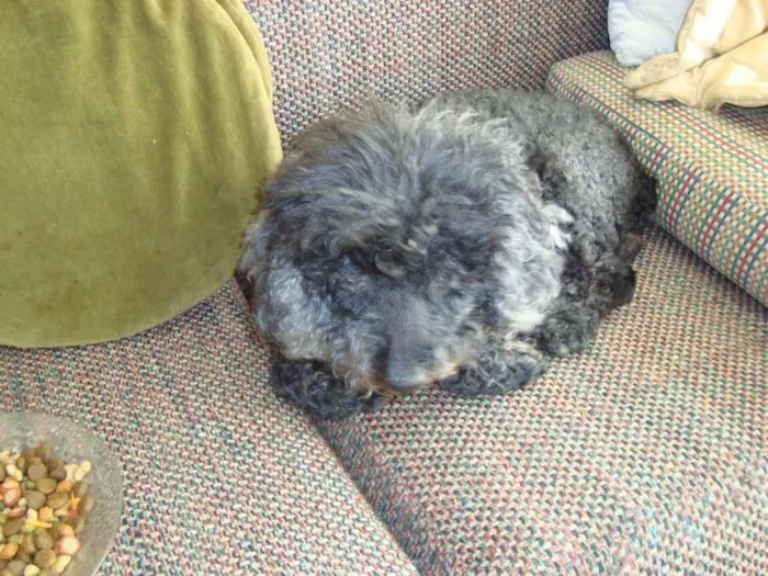 Cachorro ra a Poodle idade 6 ou mais anos nome sem nome