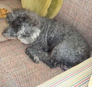 Cachorro raça Poodle idade 6 ou mais anos nome sem nome