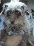 Cachorro ra a Poodle idade 4 anos nome Nina