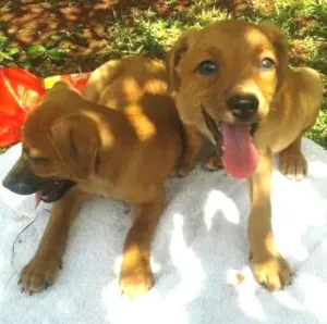 Cachorro raça misturada idade Abaixo de 2 meses nome lindos