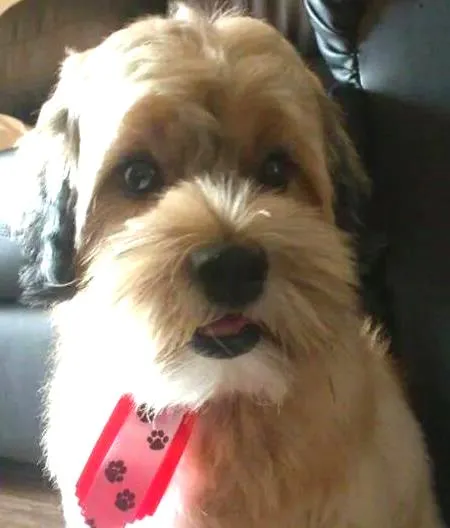 Cachorro ra a Lhasa Apso idade 4 anos nome Ozzy