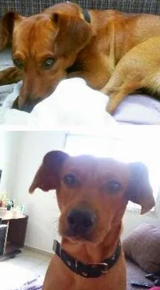 Cachorro ra a Vira lata idade 7 a 11 meses nome Lineu