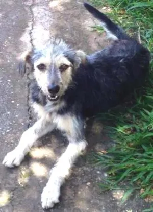 Cachorro raça SRD idade 1 ano nome Pepe