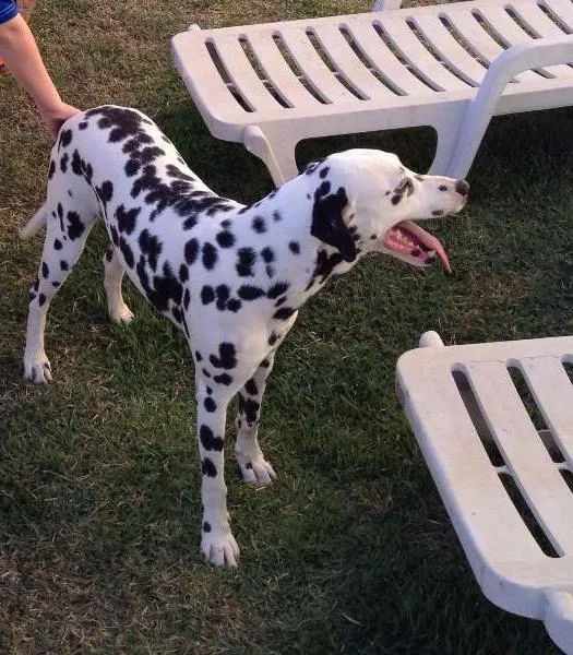 Cachorro ra a Dálmata idade 3 anos nome Branca