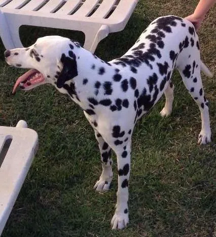 Cachorro ra a Dálmata idade 3 anos nome Branca