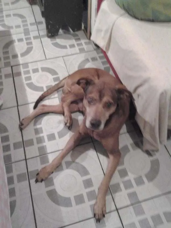 Cachorro ra a vira lata idade 3 anos nome tob