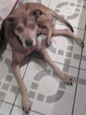 Cachorro raça vira lata idade 3 anos nome tob