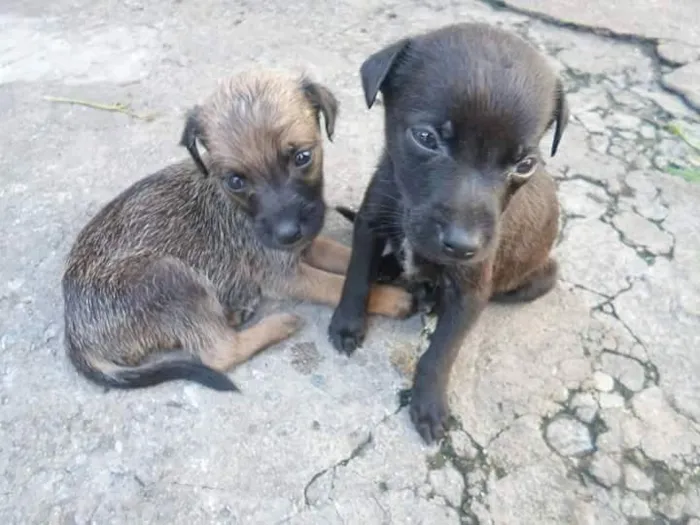 Cachorro ra a vira lata idade 2 a 6 meses nome Sem nome