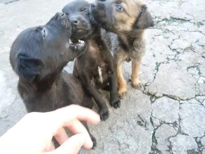 Cachorro ra a vira lata idade 2 a 6 meses nome Sem nome
