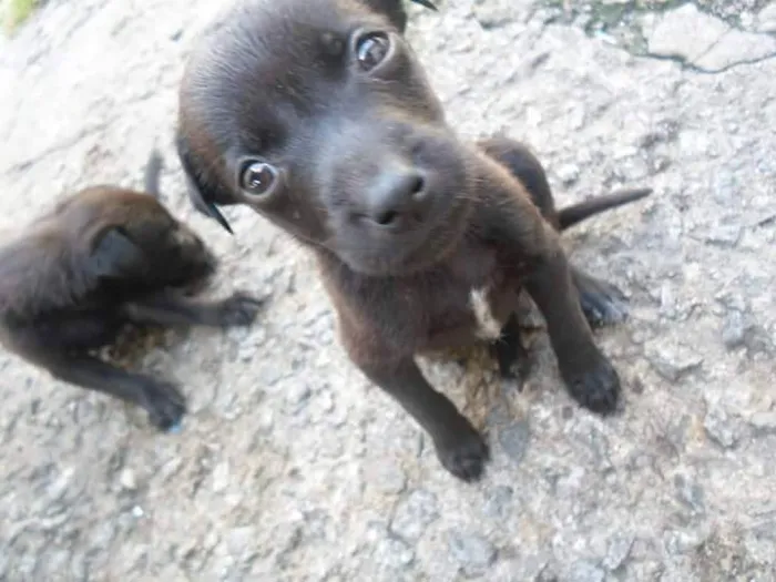 Cachorro ra a vira lata idade 2 a 6 meses nome Sem nome