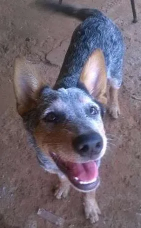 Cachorro ra a Blue heeler idade 2 a 6 meses nome Cawboy 