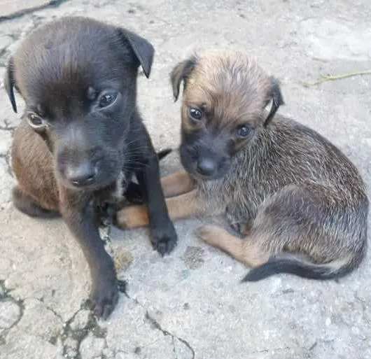 Cachorro ra a vira lata idade 2 a 6 meses nome Sem nome